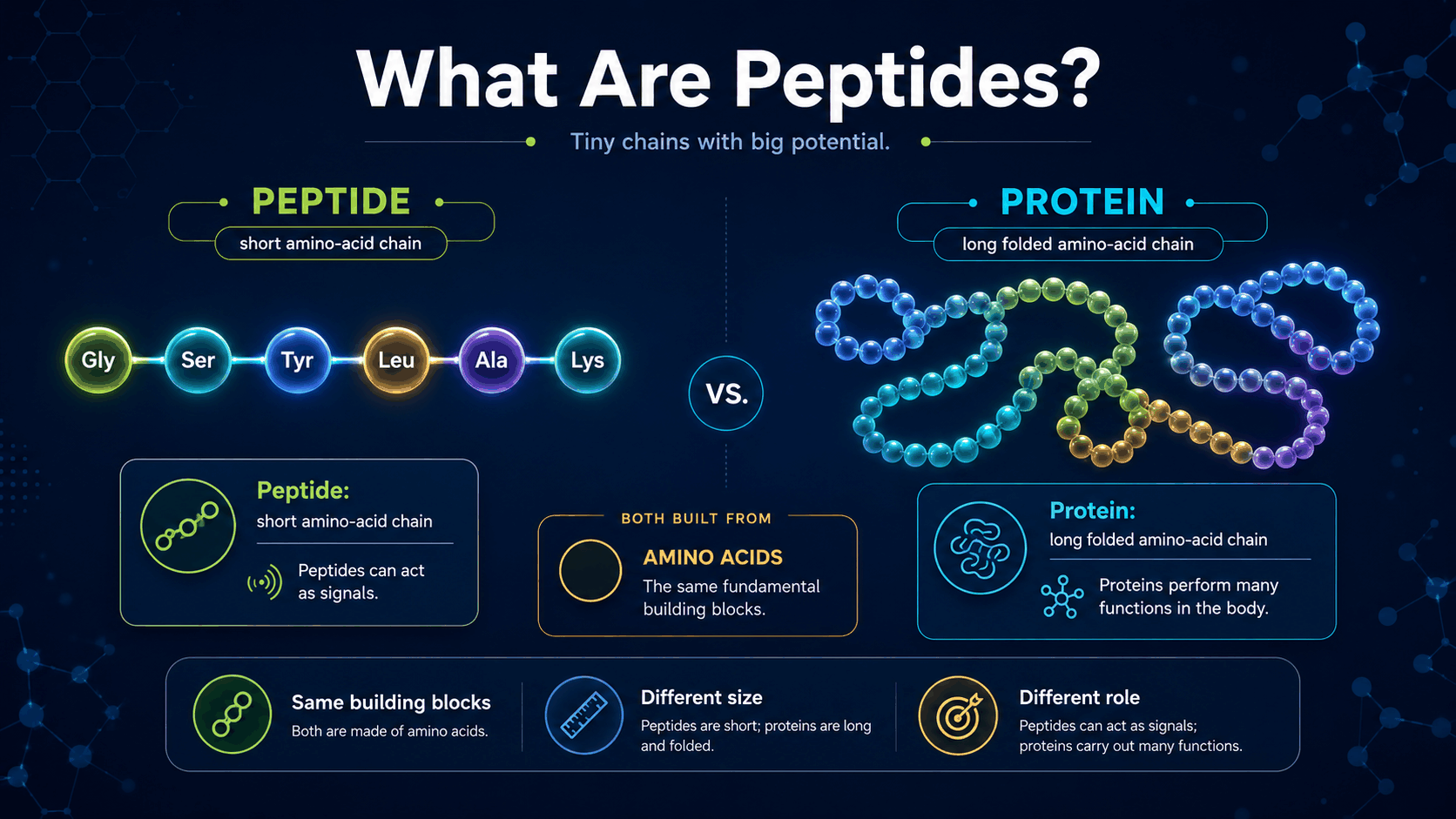 Peptide versus protein infographic showing short and long amino acid chains