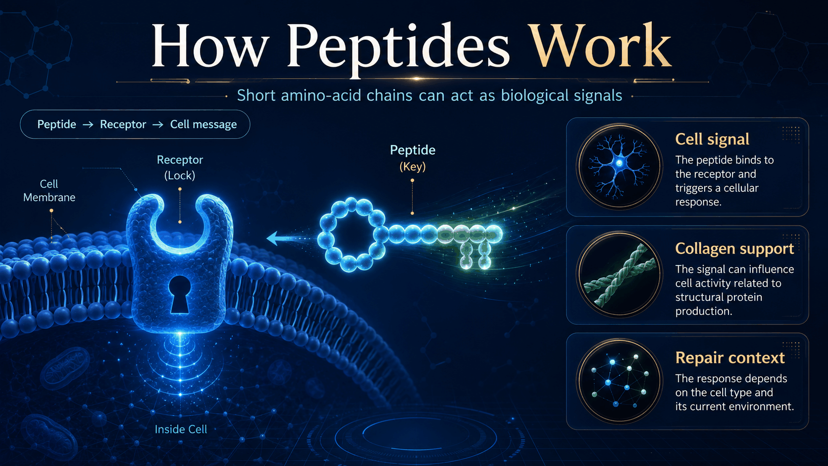 Peptide lock-and-key receptor infographic with medicine skincare and biohacking applications