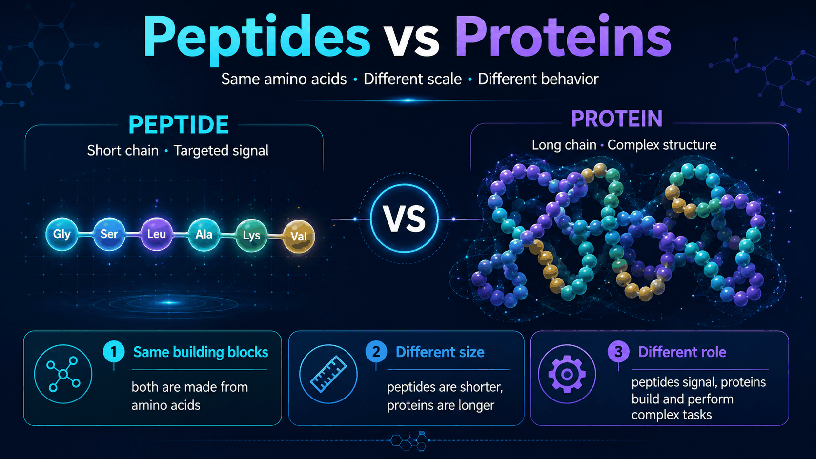 Peptides vs proteins infographic comparing short peptide chain and long folded protein chain