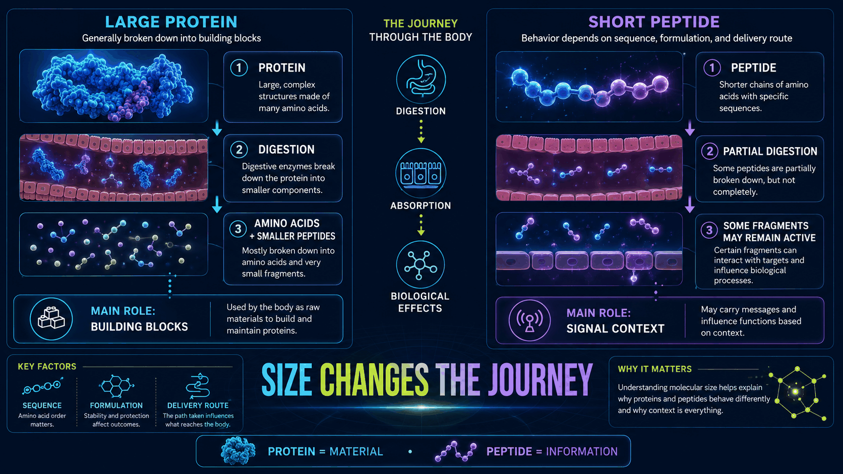Protein and peptide digestion journey infographic showing protein breakdown and peptide signal context