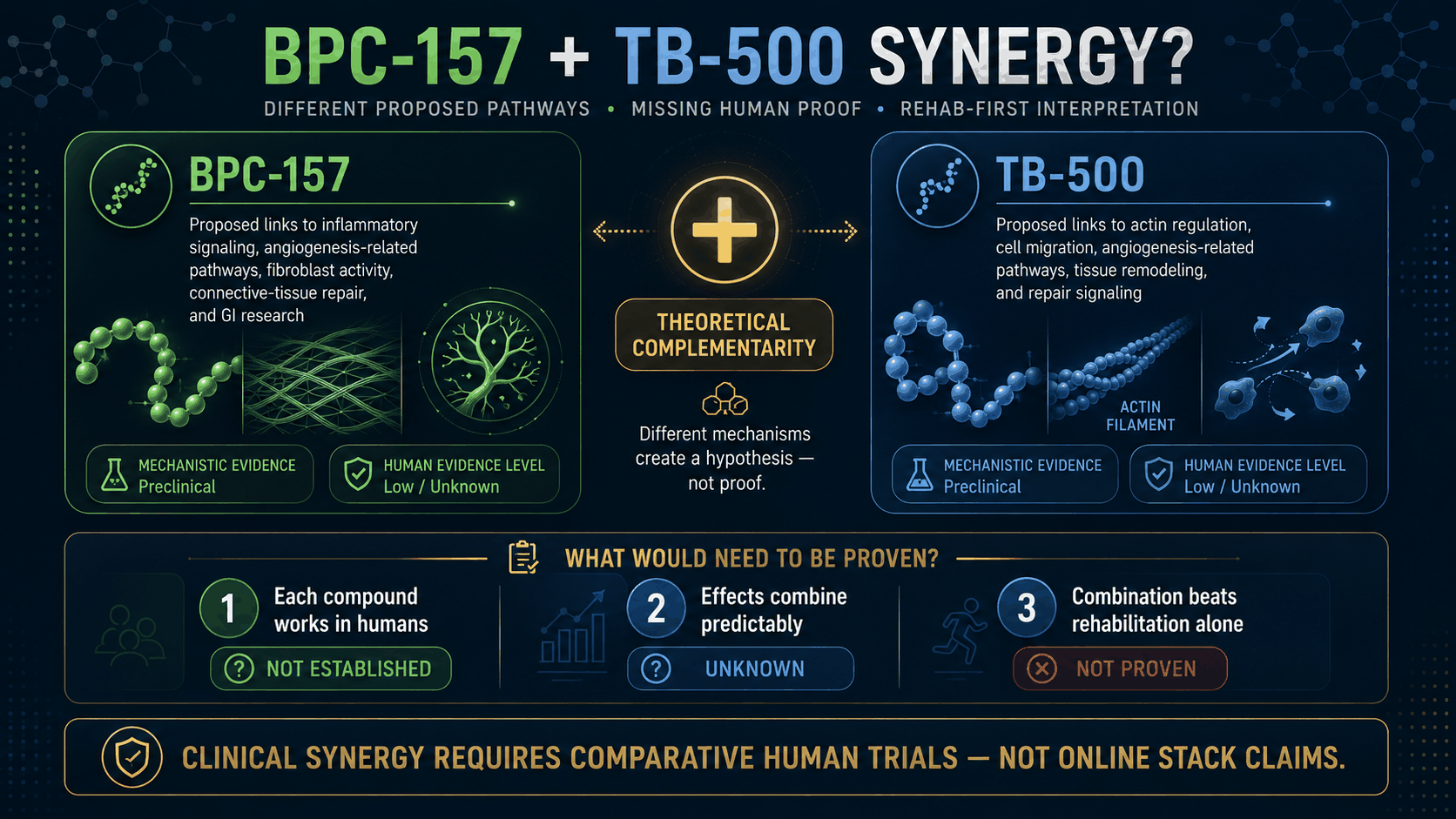 BPC-157 and TB-500 theoretical synergy infographic