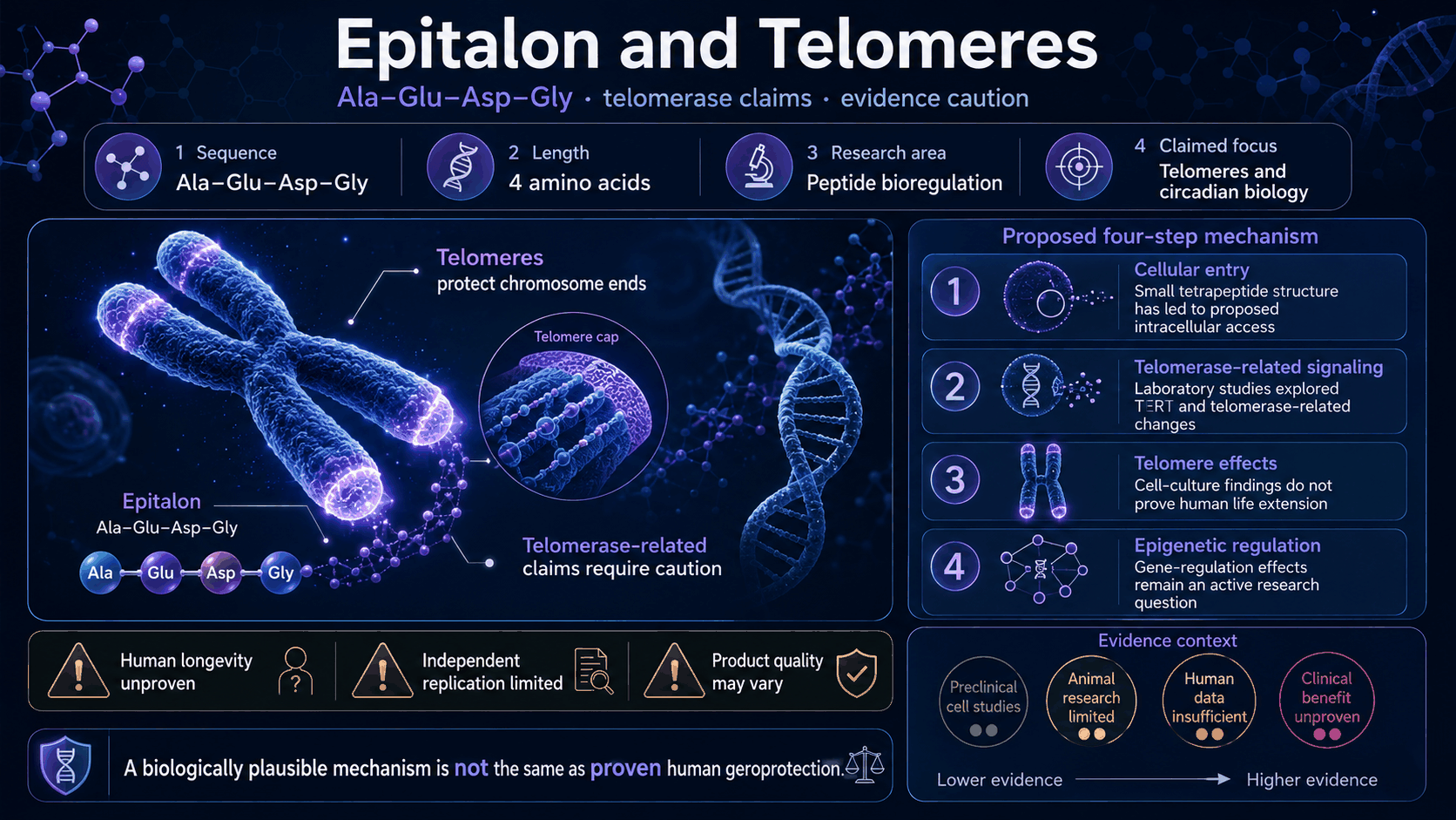 Epitalon and telomeres proposed mechanism infographic