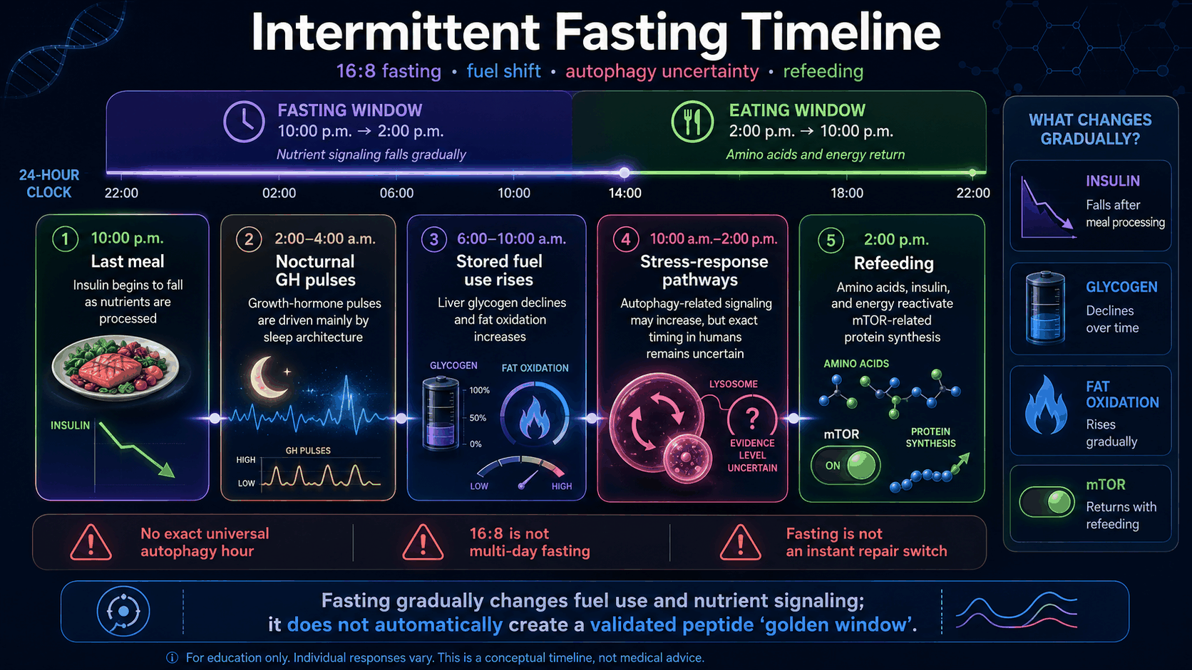Intermittent fasting 16:8 timeline infographic