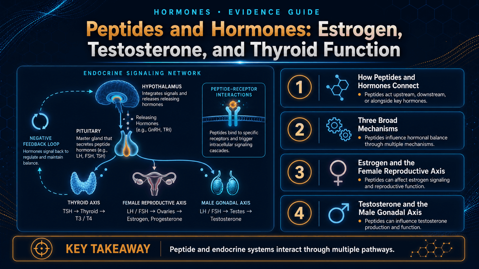 Peptides and Hormones: Estrogen, Testosterone, and Thyroid Function — image 1