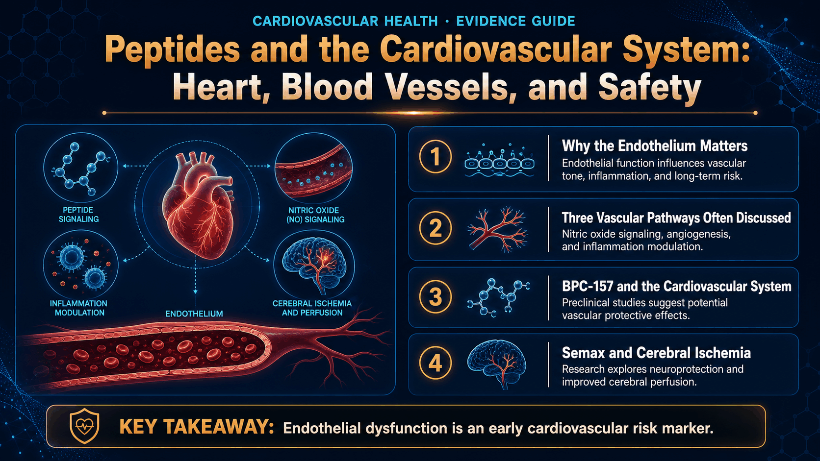 Peptides and the Cardiovascular System: Heart, Blood Vessels, and Safety — image 1