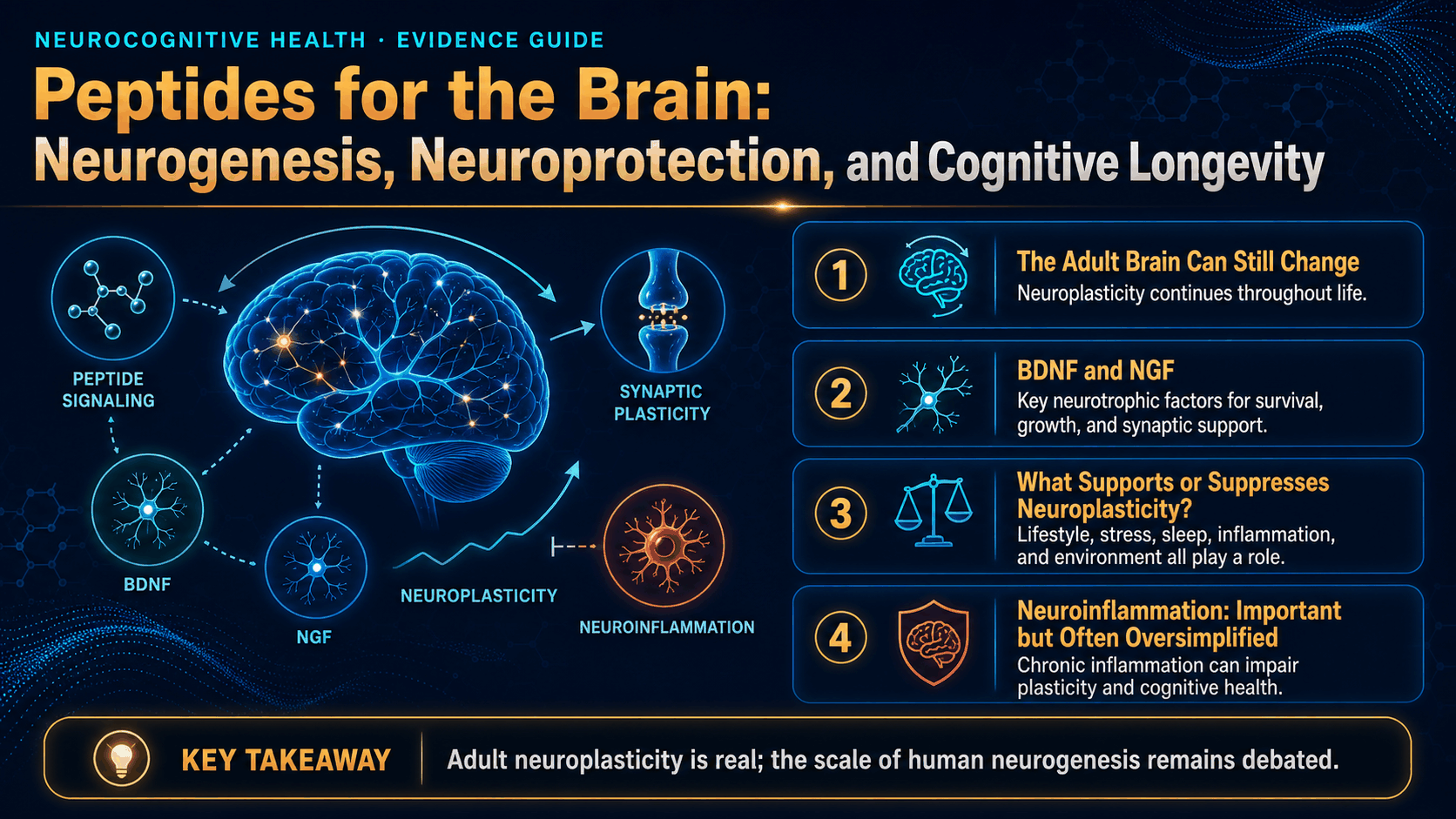 Peptides for the Brain: Neurogenesis, Neuroprotection, and Cognitive Longevity — image 1