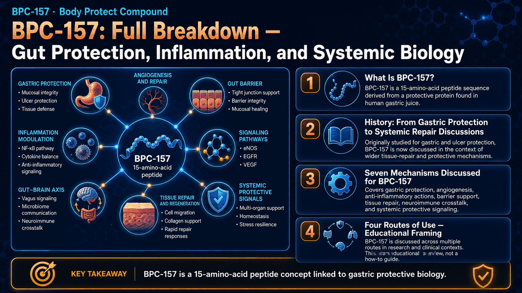 BPC-157: Full Breakdown — Gut Protection, Inflammation, and Systemic Biology — image 1
