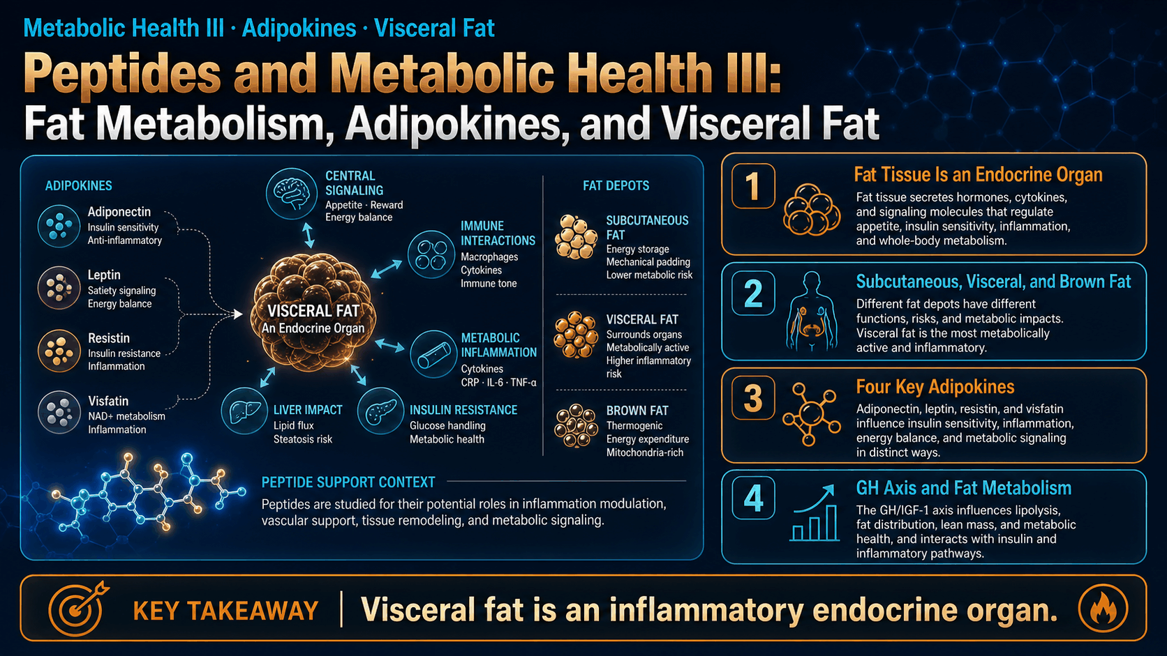 Peptides and Metabolic Health III: Fat Metabolism, Adipokines, and Visceral Fat — image 1