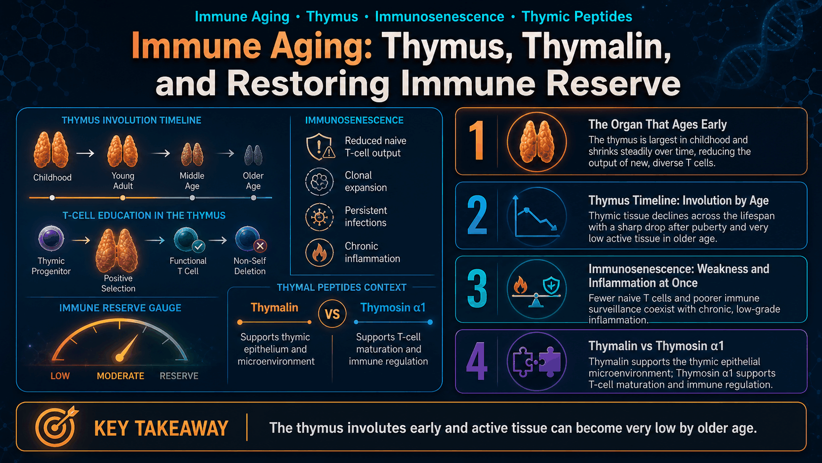 Immune Aging: Thymus, Thymalin, and Restoring Immune Reserve — image 1