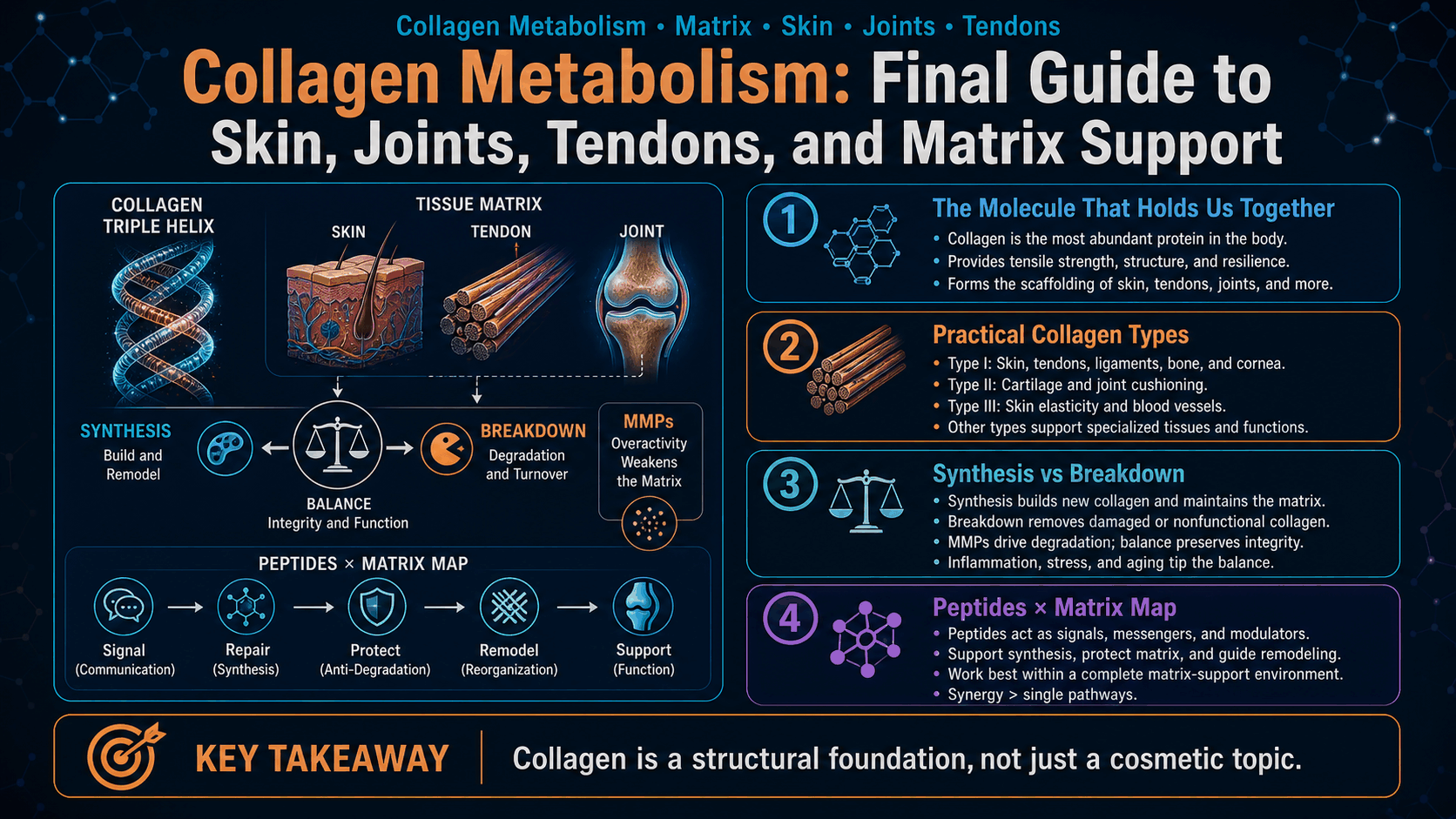 Collagen Metabolism: Final Guide to Skin, Joints, Tendons, and Matrix Support — image 1