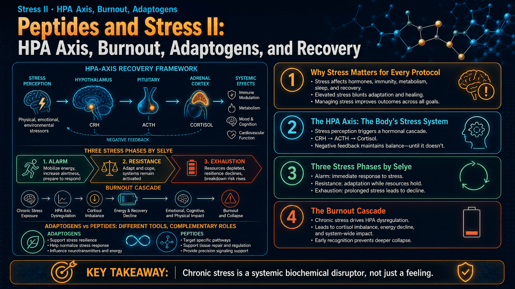 Peptides and Stress II: HPA Axis, Burnout, Adaptogens, and Recovery — image 1