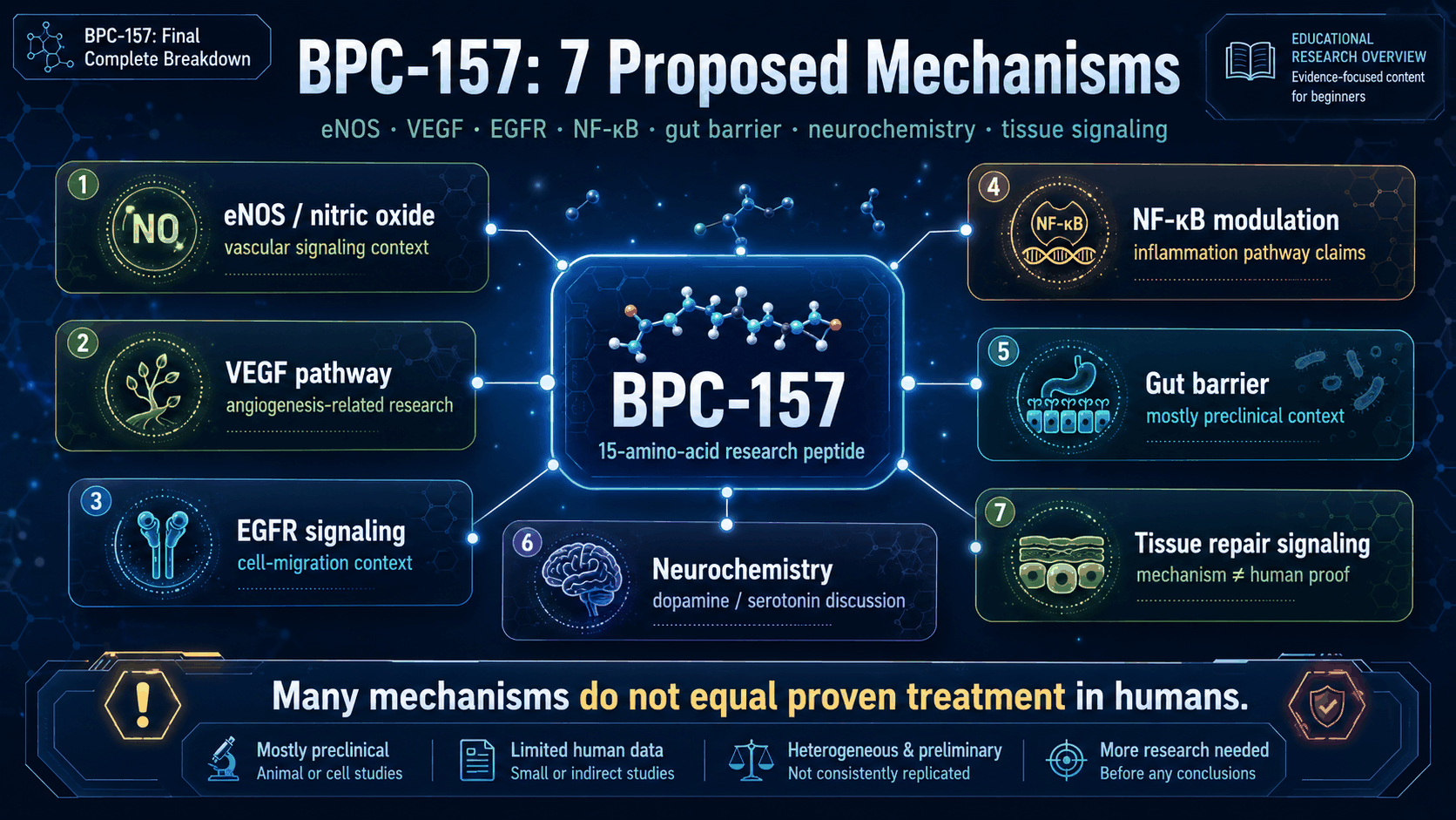 BPC157 mechanism map showing EGFR PI3K Akt eNOS nitric oxide gut barrier NF-kB VEGF and neurochemistry pathways